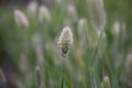 Bunny tails grass, Lagurus ovatus a fluffy panicle